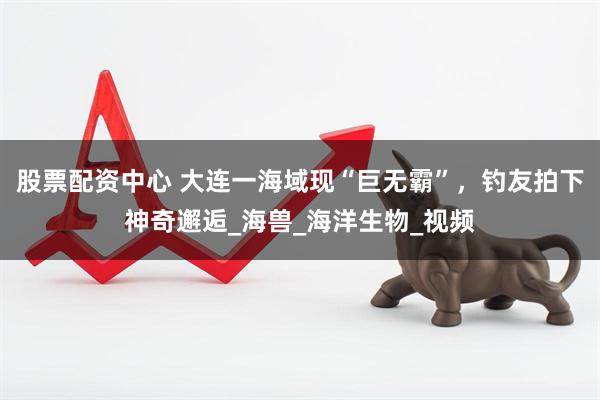 股票配资中心 大连一海域现“巨无霸”，钓友拍下神奇邂逅_海兽_海洋生物_视频